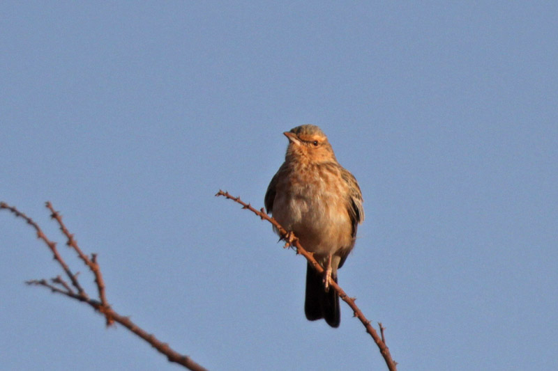 Pink-breasted Lark