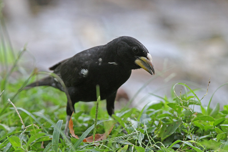 White-billed Buffalo-Weaver