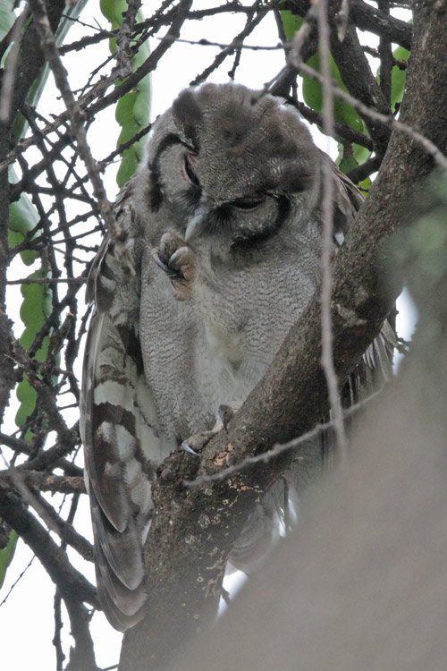 Verreauxs Eagle-Owl
