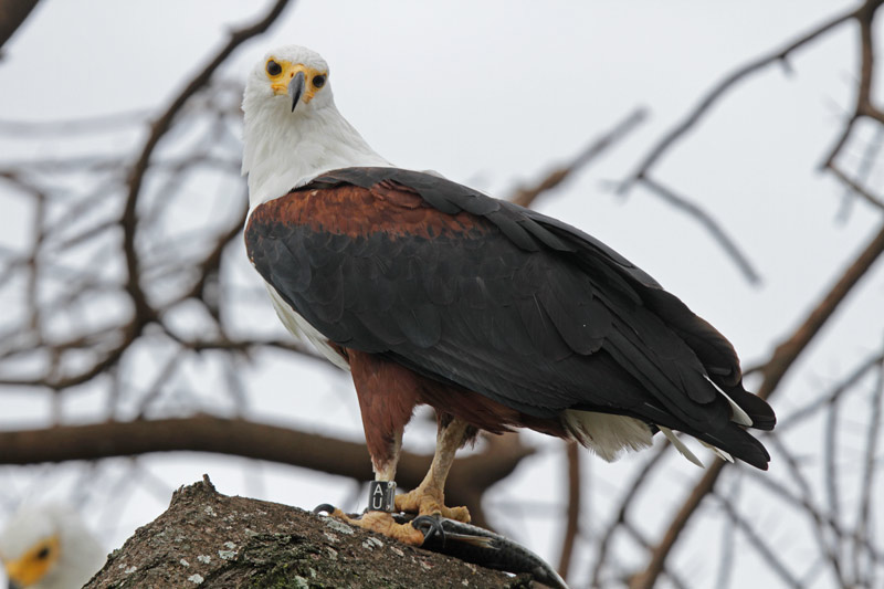 African Fish Eagle