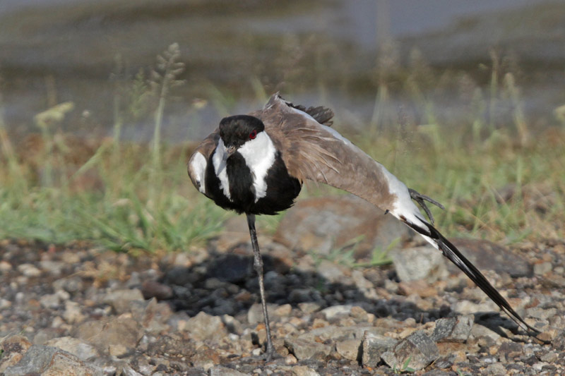 Spur-winged Plover