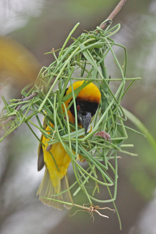 Black-headed Weaver