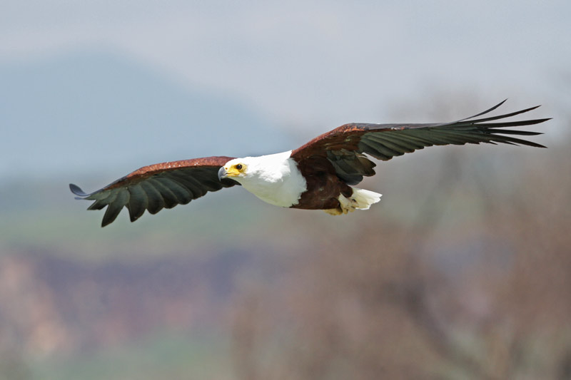African Fish Eagle
