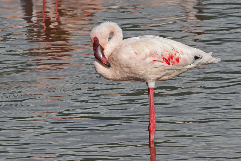 Lesser Flamingo