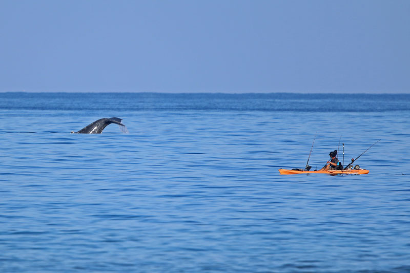 Kayak fisherman and Humpback Whale