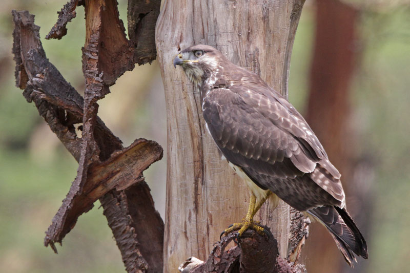 Augur Buzzard