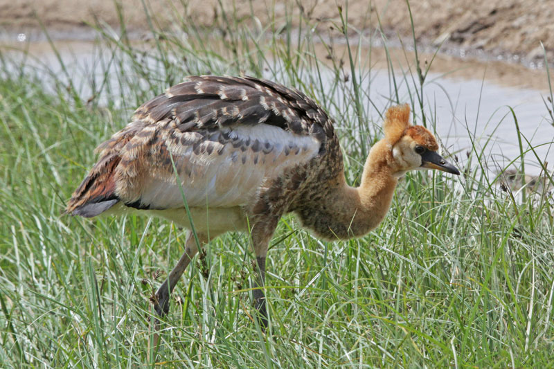 Grey Crowned Crane