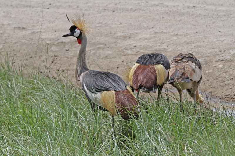 Grey Crowned Cranes