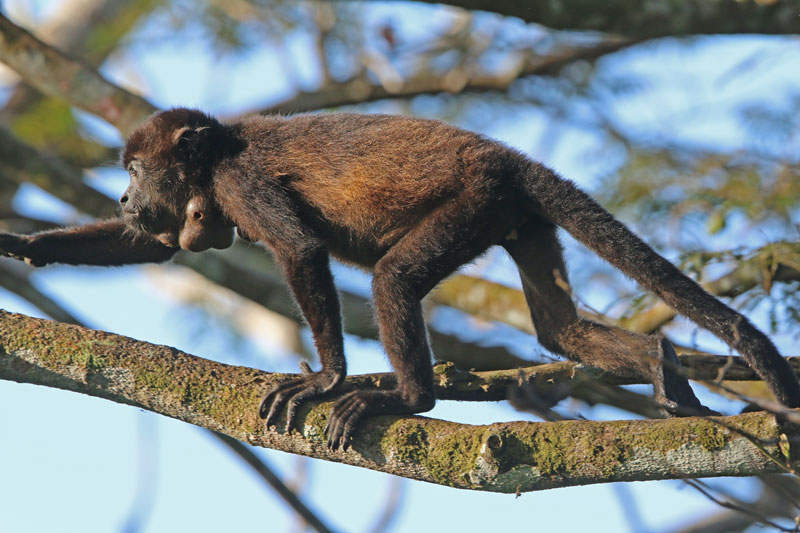 Young Mantled Howler with Botfly infestation on neck