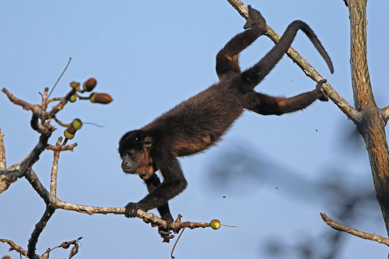 Mantled Howler