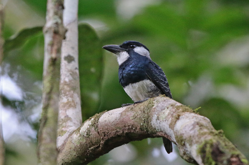 Black-breasted Puffbird