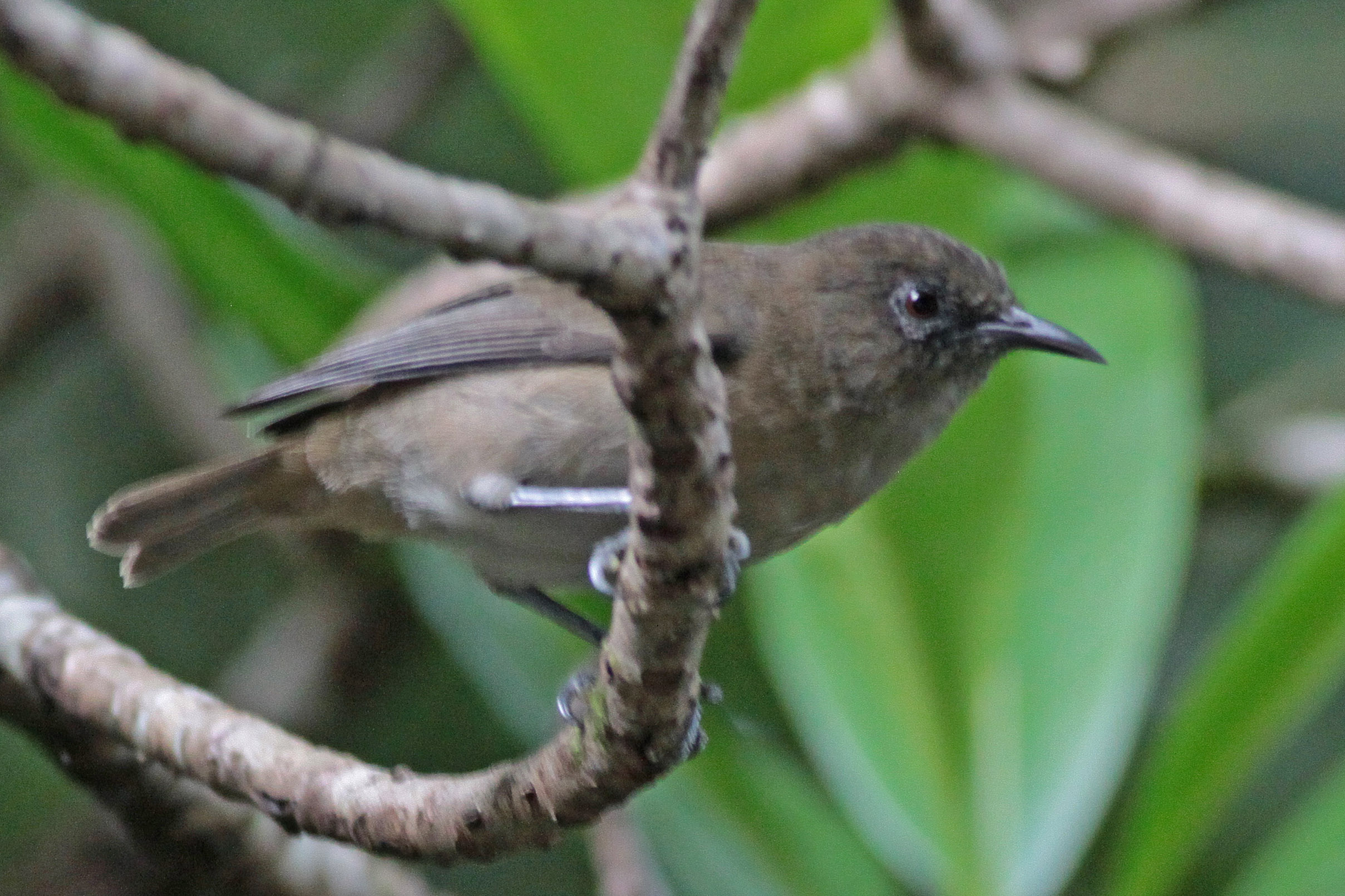 Dusky White-eye (Chetitalial)