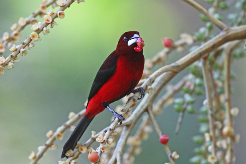 Crimson-backed Tanager