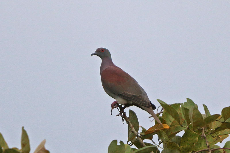 Pale-vented Pigeon