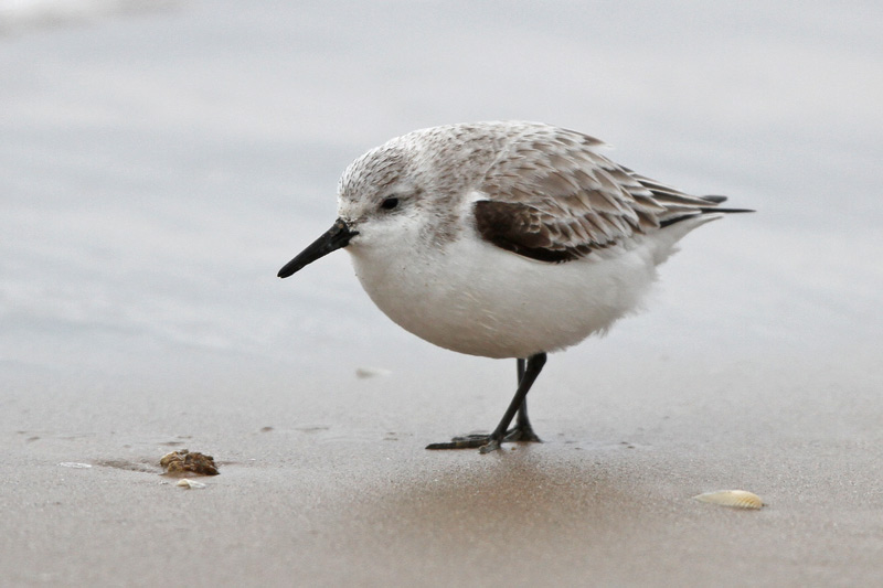 Sanderling