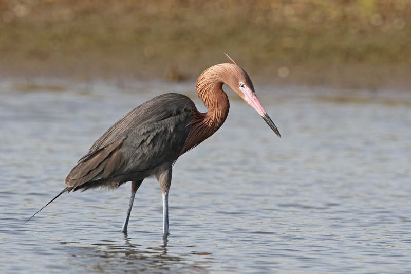 Reddish Egret