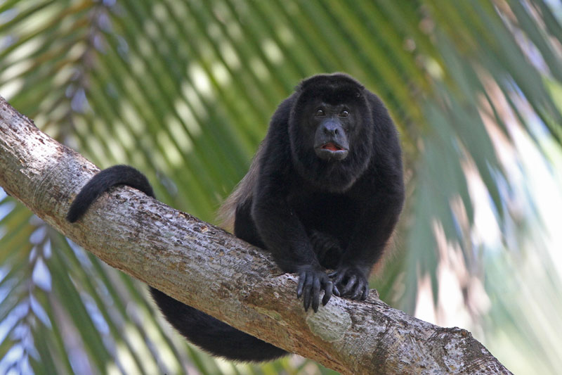 Mantled Howler Monkey