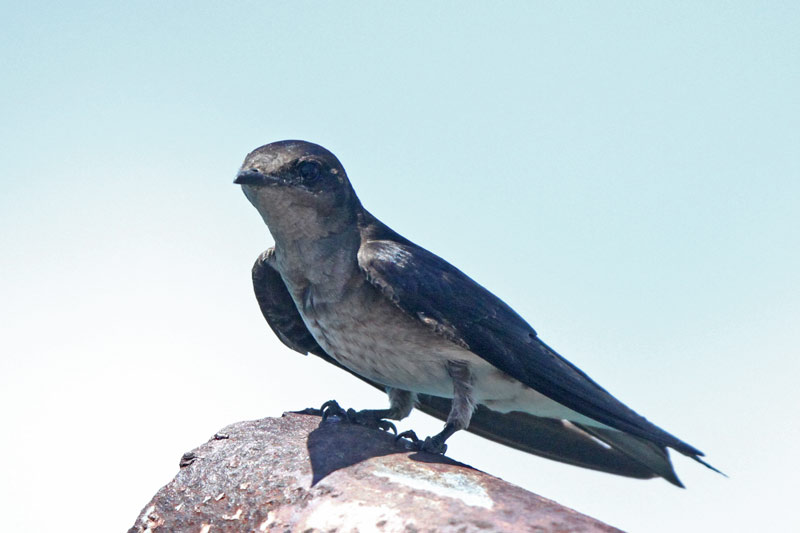 Gray-breasted Martin