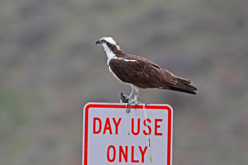 Osprey