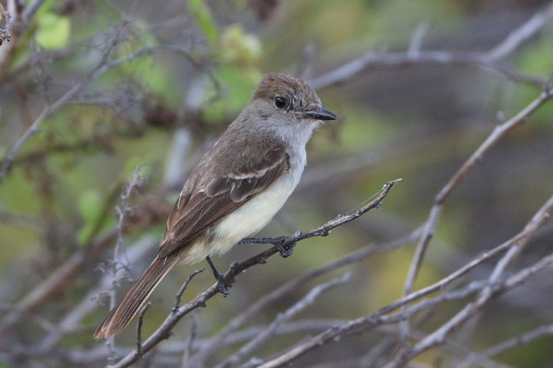 Galapagos (Large-billed) Flycatcher