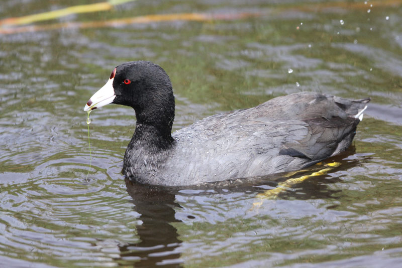 American Coot