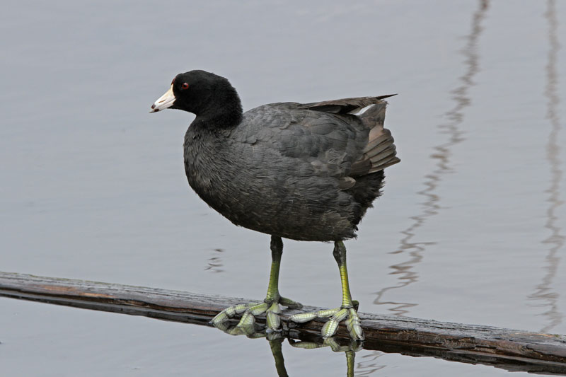 American Coot