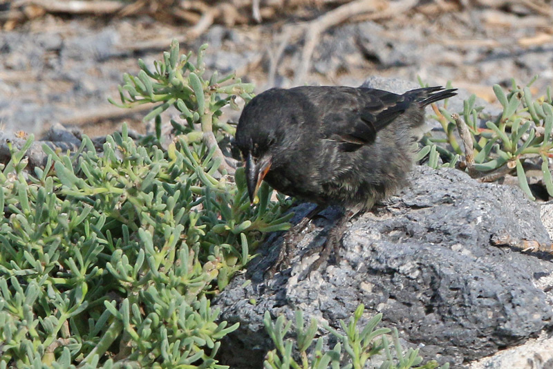 Common Cactus-Finch