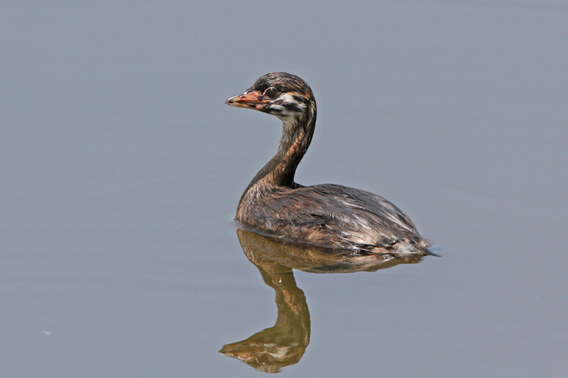 Pied-billed Grebe