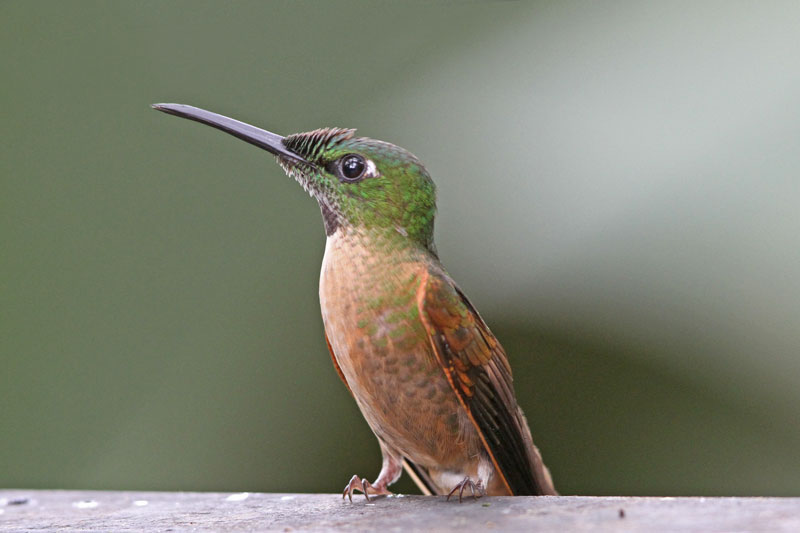 Fawn-breasted Brilliant