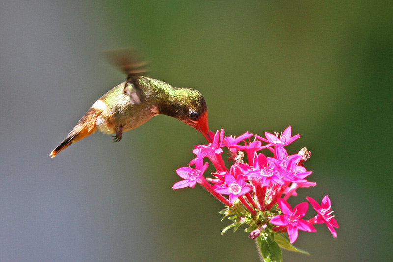 Rufous-crested Coquette