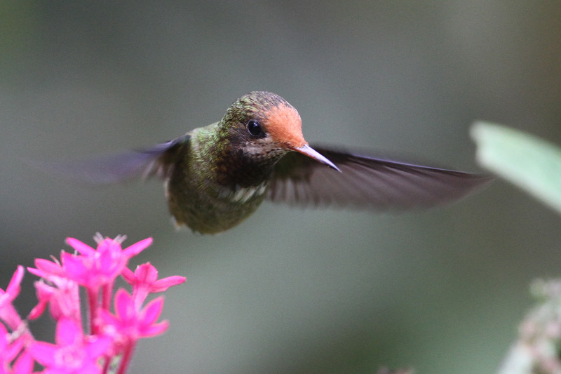 Rufous-crested Coquette
