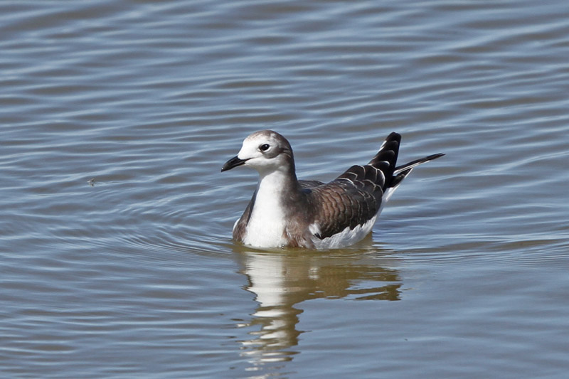 Sabines Gull