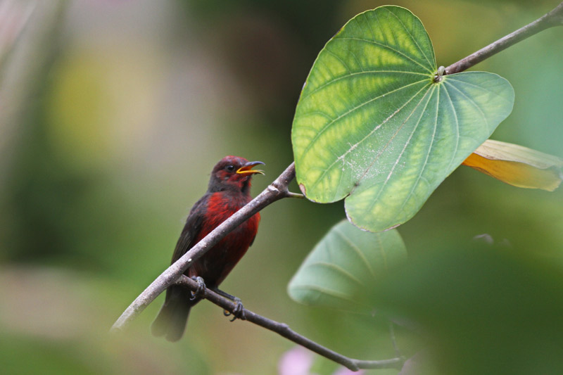 Micronesian Myzomela