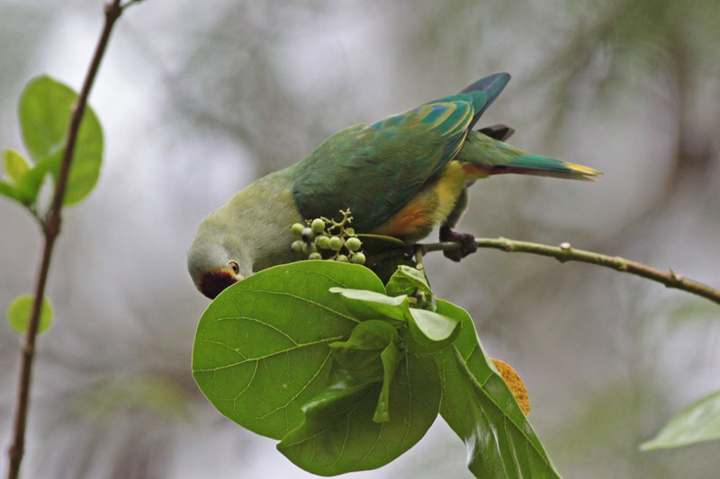 Palau Fruit Dove