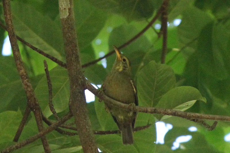 Giant White-eye