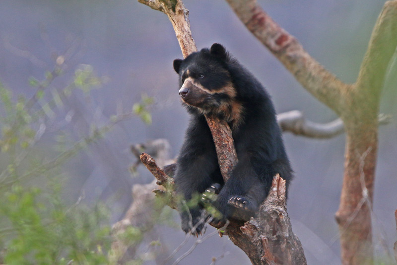 Spectacled Bear