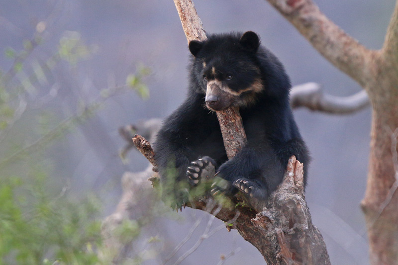 Spectacled Bear