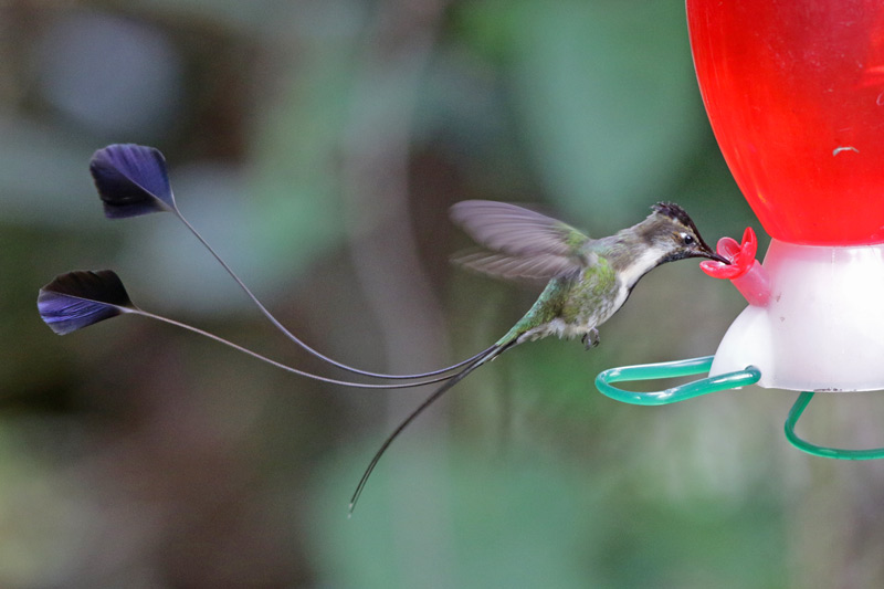 Marvelous Spatuletail