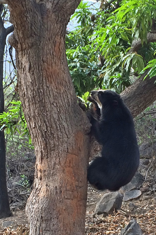 Spectacled Bear