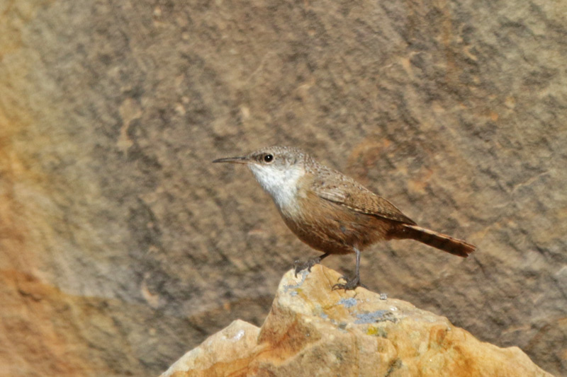 Canyon Wren