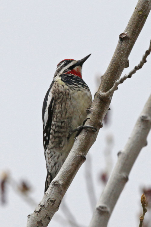 Red-naped Sapsucker