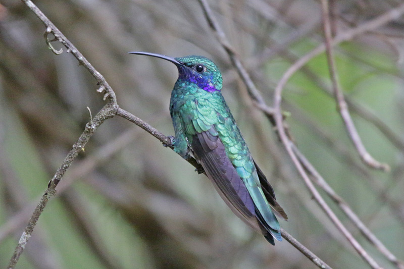 Green Violetear