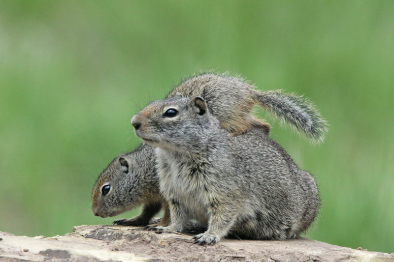 Uinta Ground Squirrel (Potgut)