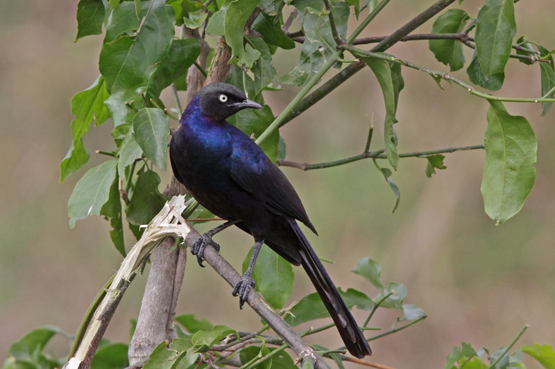Ruppells Long-tailed Starling