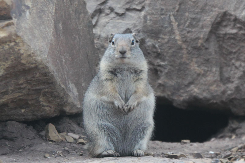 Uinta Ground Squirrels (Potgut)