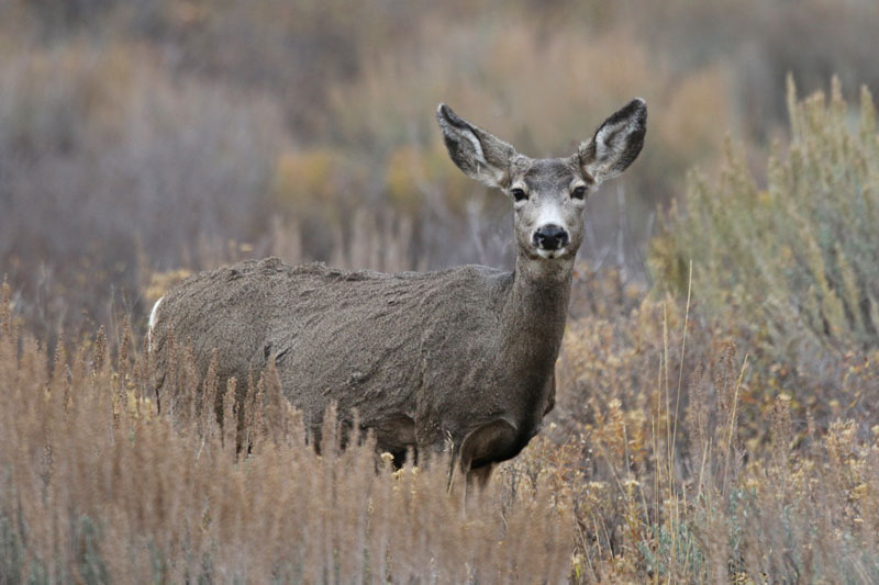 Mule Deer