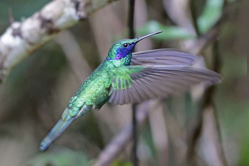 Green Violetear