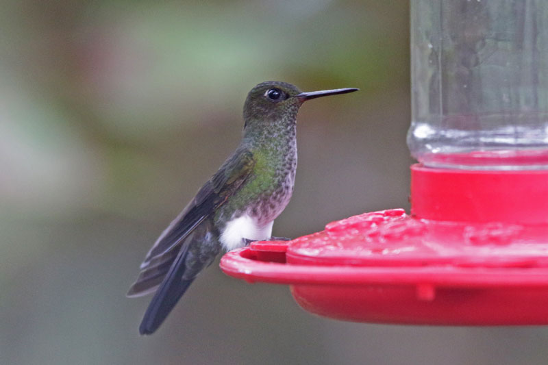 Greenish Puffleg