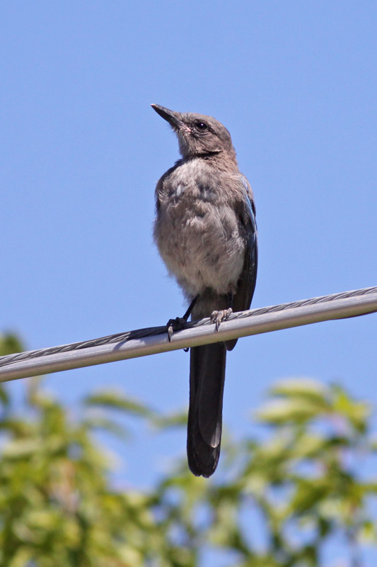 Woodhouses Scrub-Jay