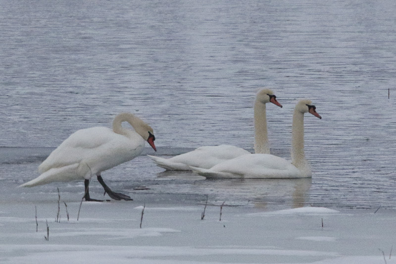 Mute Swans